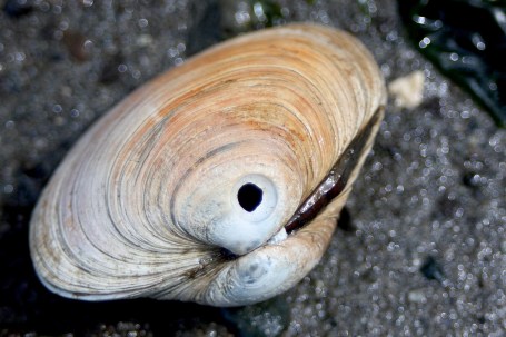 Moon Snail Bore