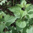 Stinging Nettle – Ouch!
