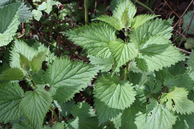 Stinging Nettle
