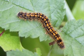 Western tent caterpillar