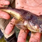 Salute to the Midshipman