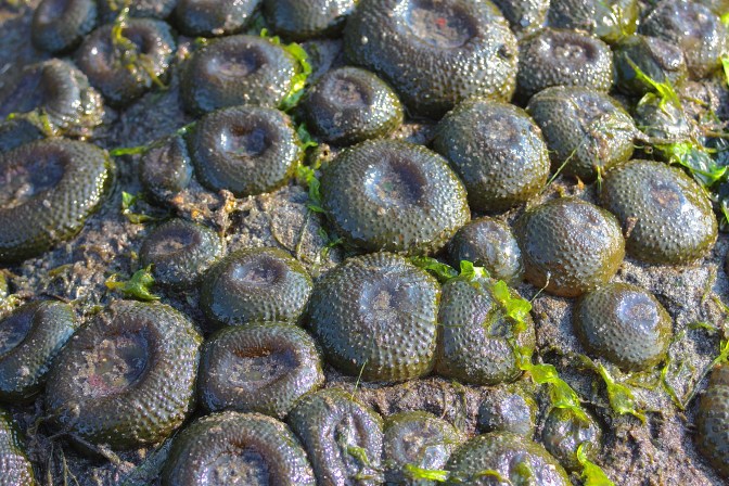 Aggregating Anemone Colony