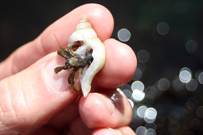 Hermit Crab 2