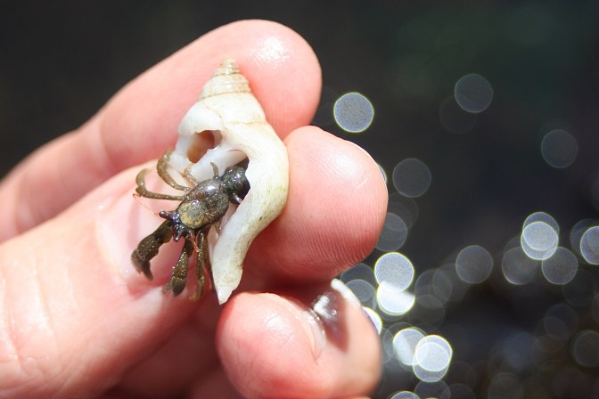 Hermit Crab 3