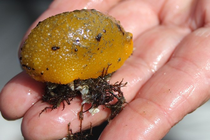 Sea Lemon - Rockaway Beach