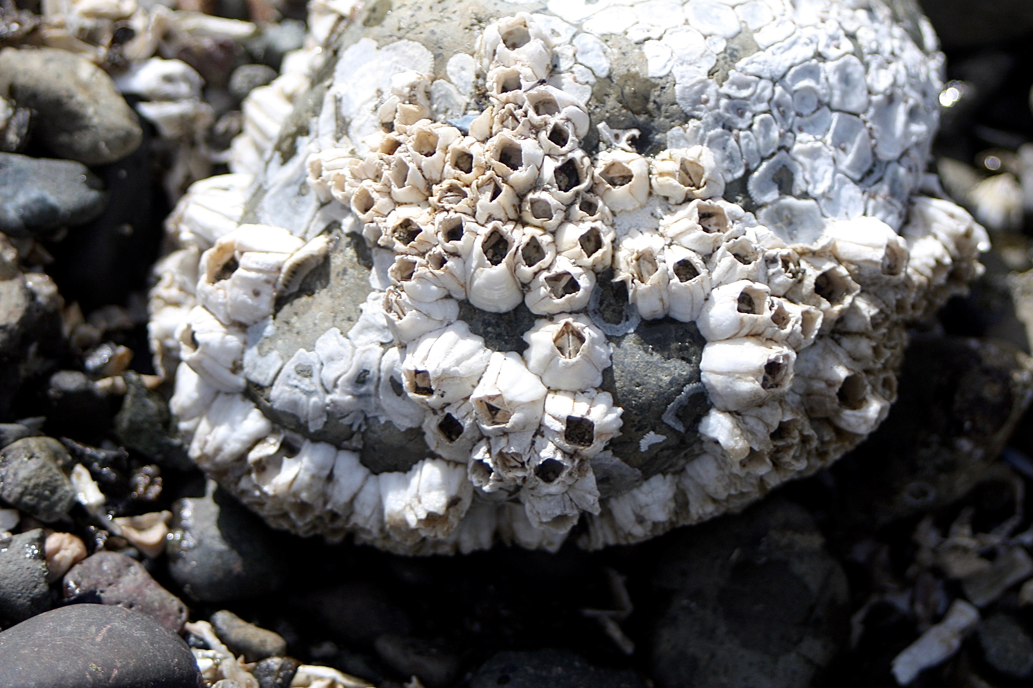 Barnacle Castles – Pacific Wonder Tracker