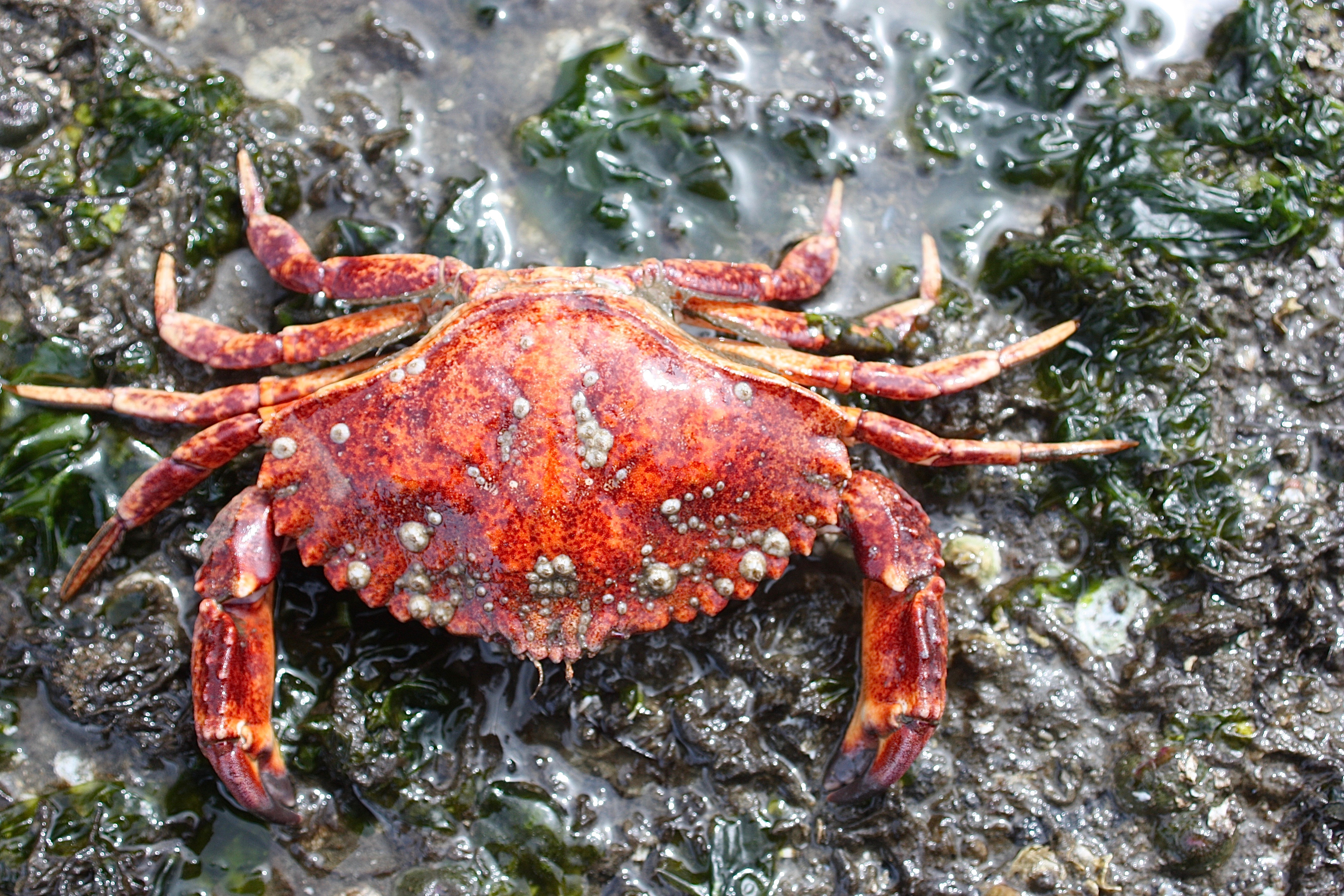 Red Rock Crab – Pacific Wonder Tracker