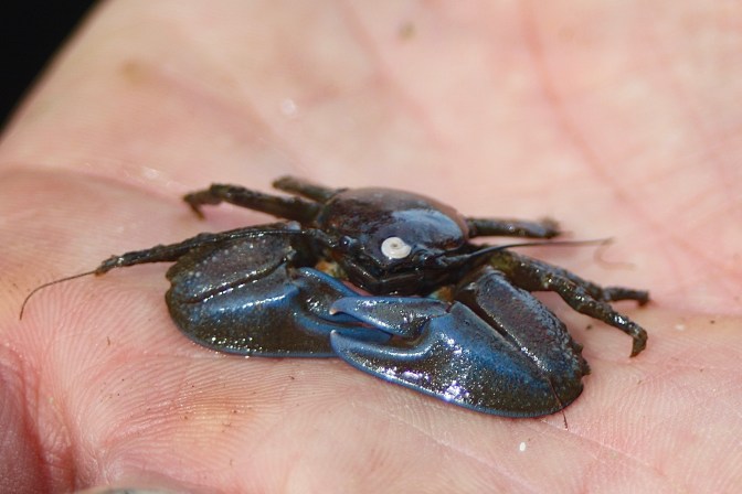 Porcelain Crab blue ready to molt