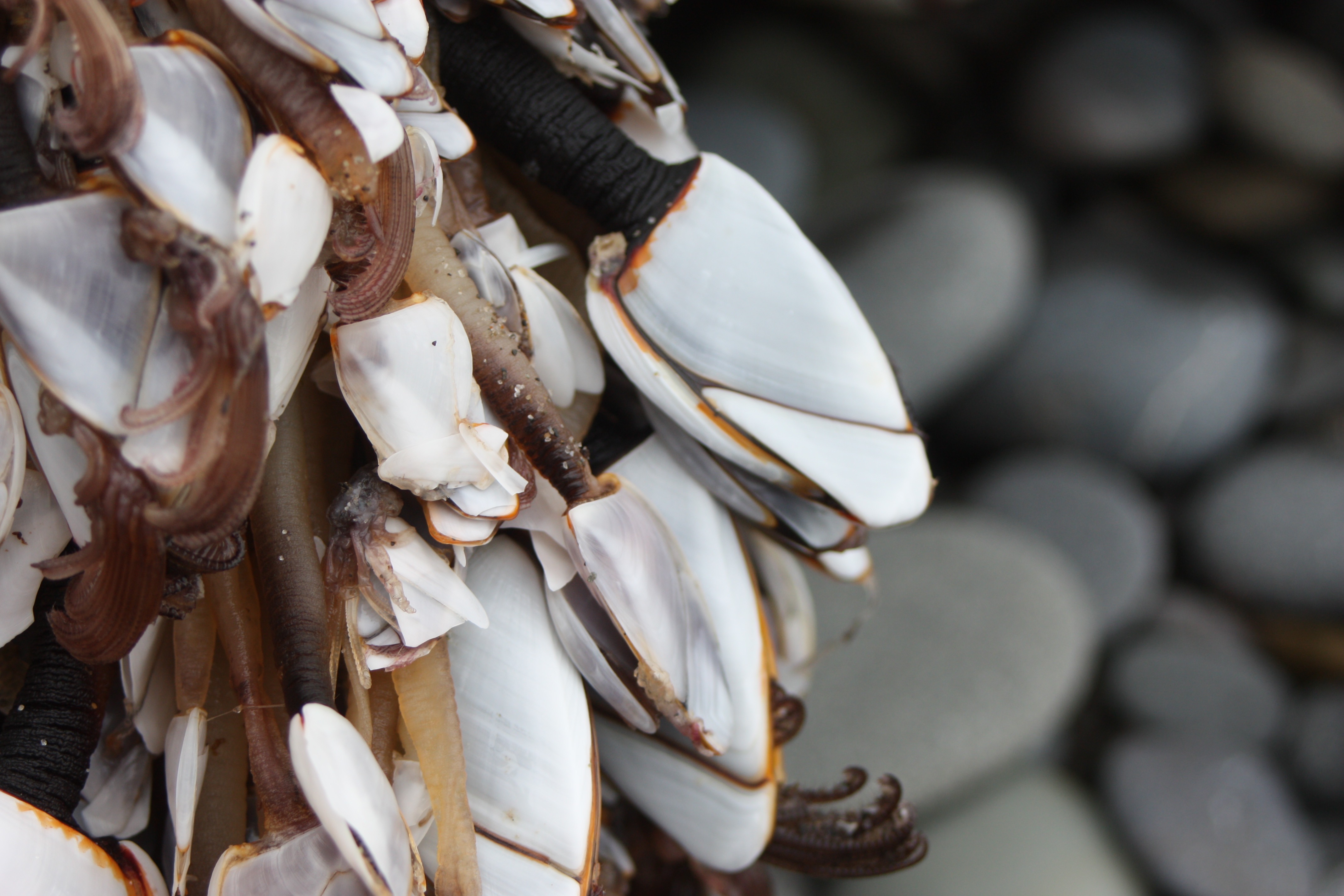 Barnacle Castles – Pacific Wonder Tracker