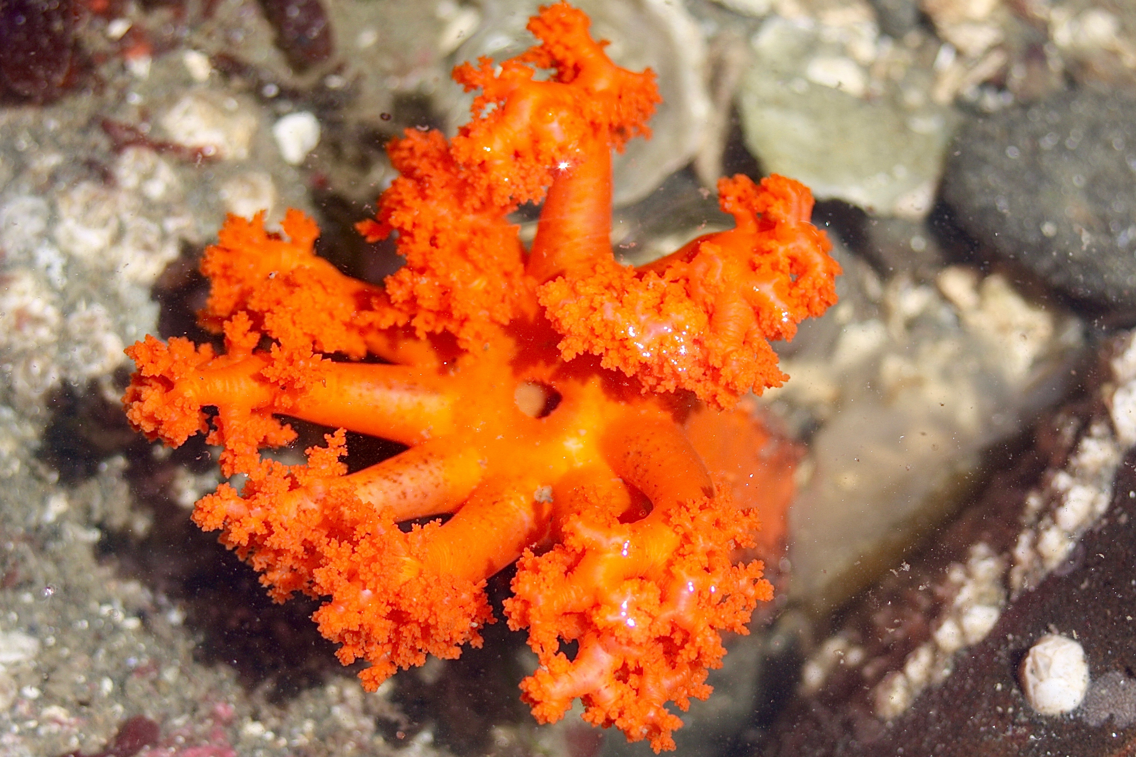 Orange Sea Cucumber – Pacific Wonder Tracker