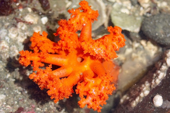 Orange Sea Cucumber
