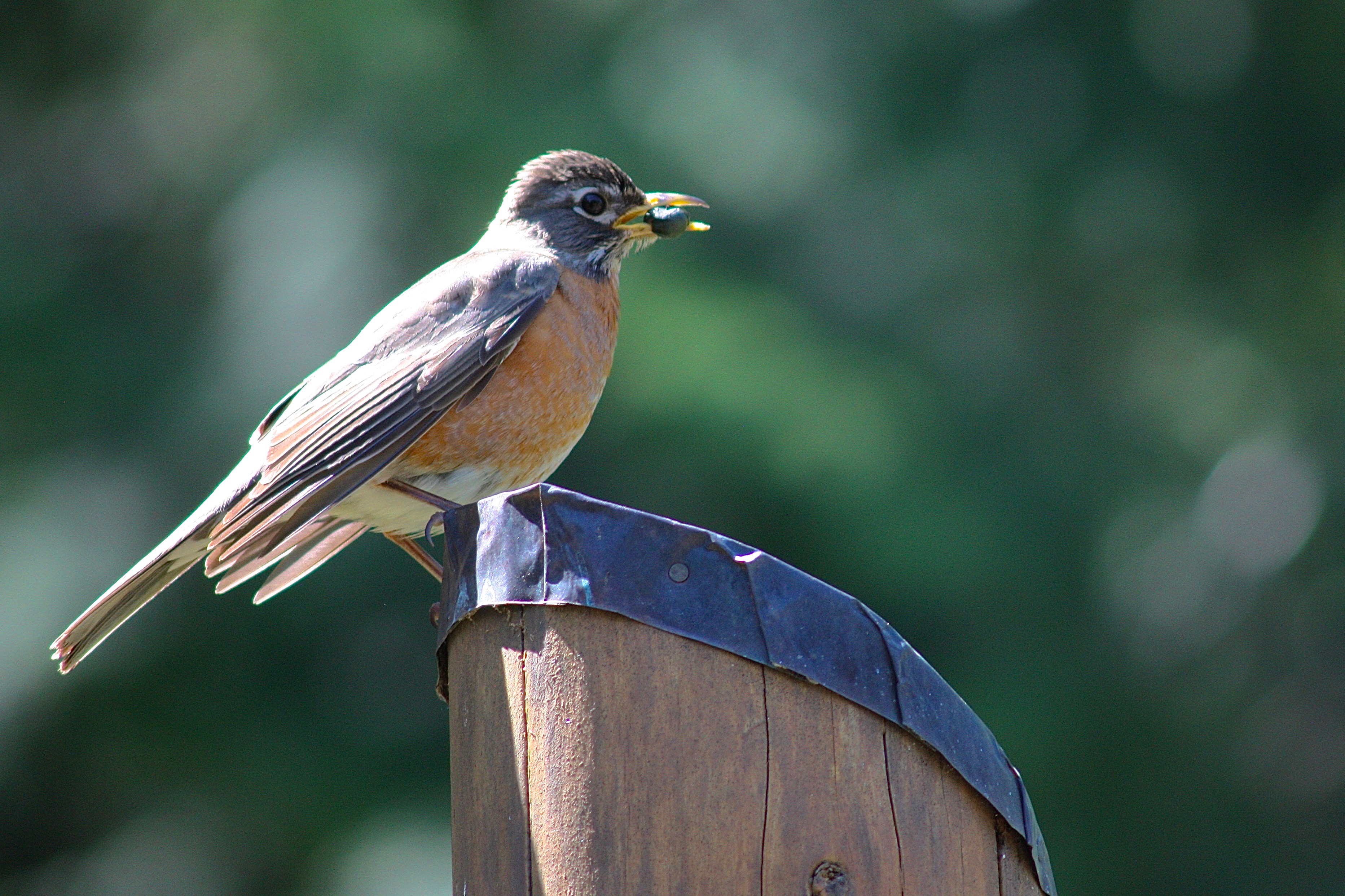 Ever Cheerful American Robin – Pacific Wonder Tracker