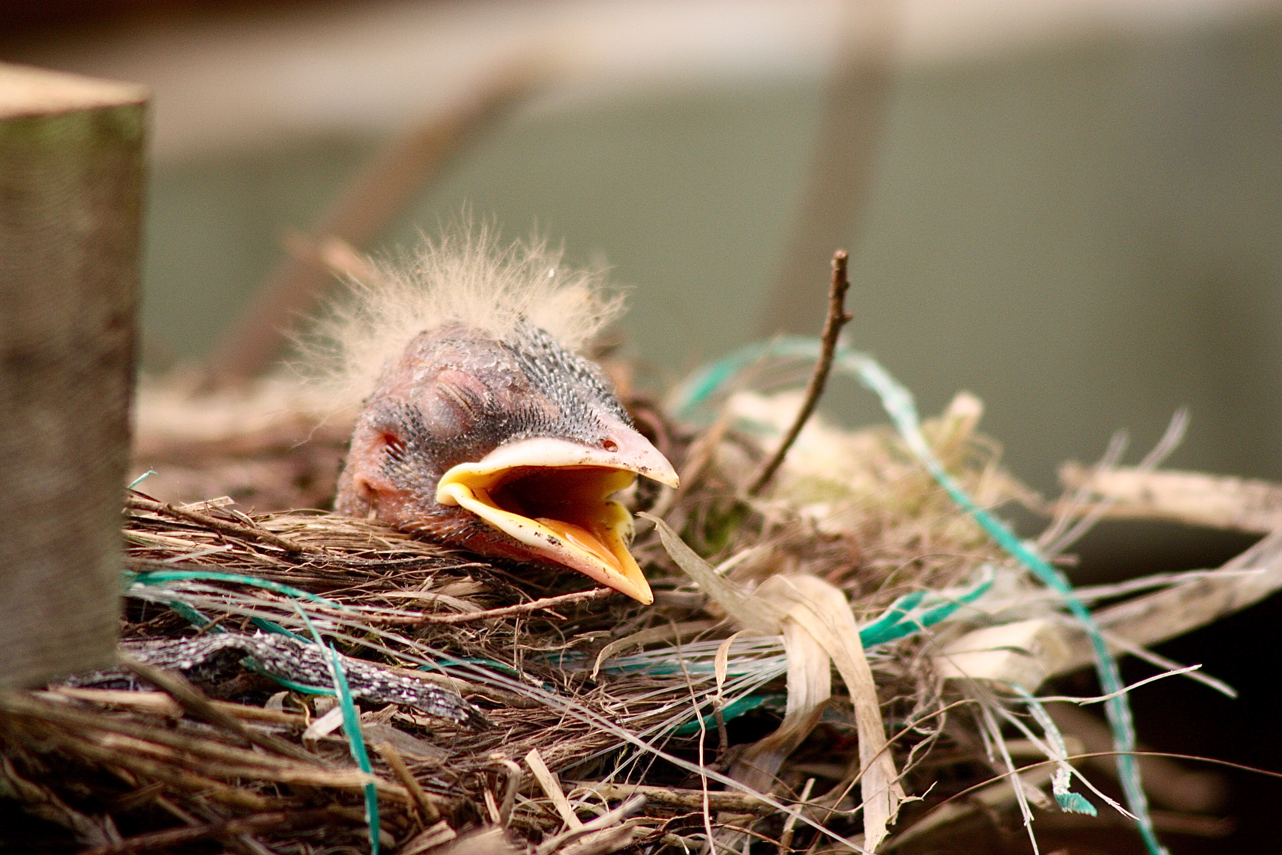 Ever Cheerful American Robin – Pacific Wonder Tracker