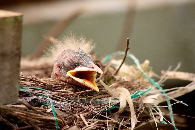 Baby Robin