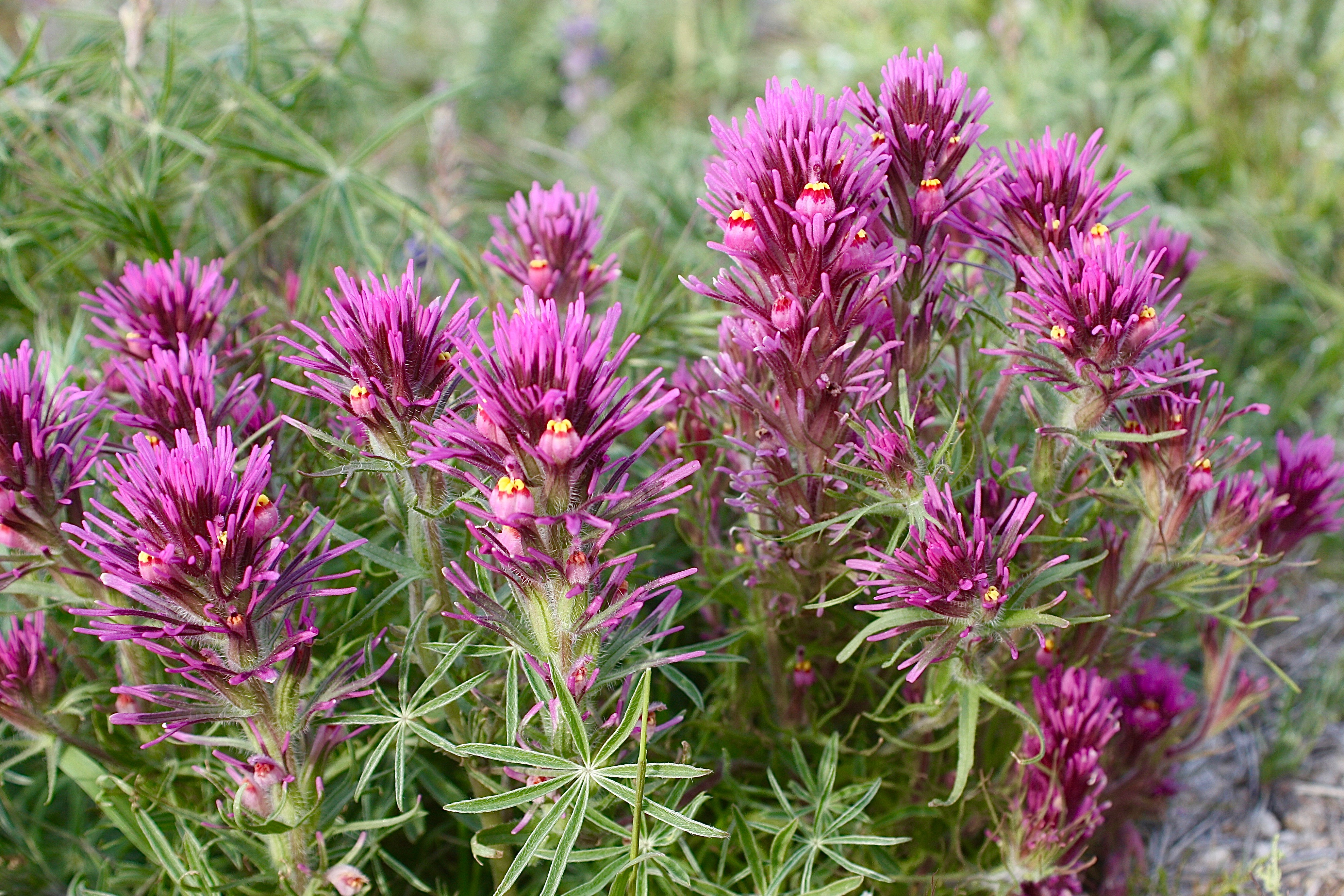 Desert Flowers: A Bumper Crop Year – Pacific Wonder Tracker