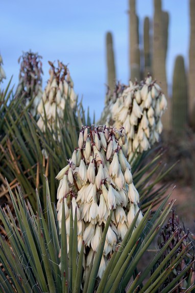 Banana Yucca