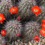 Desert Flowers: A Bumper Crop Year