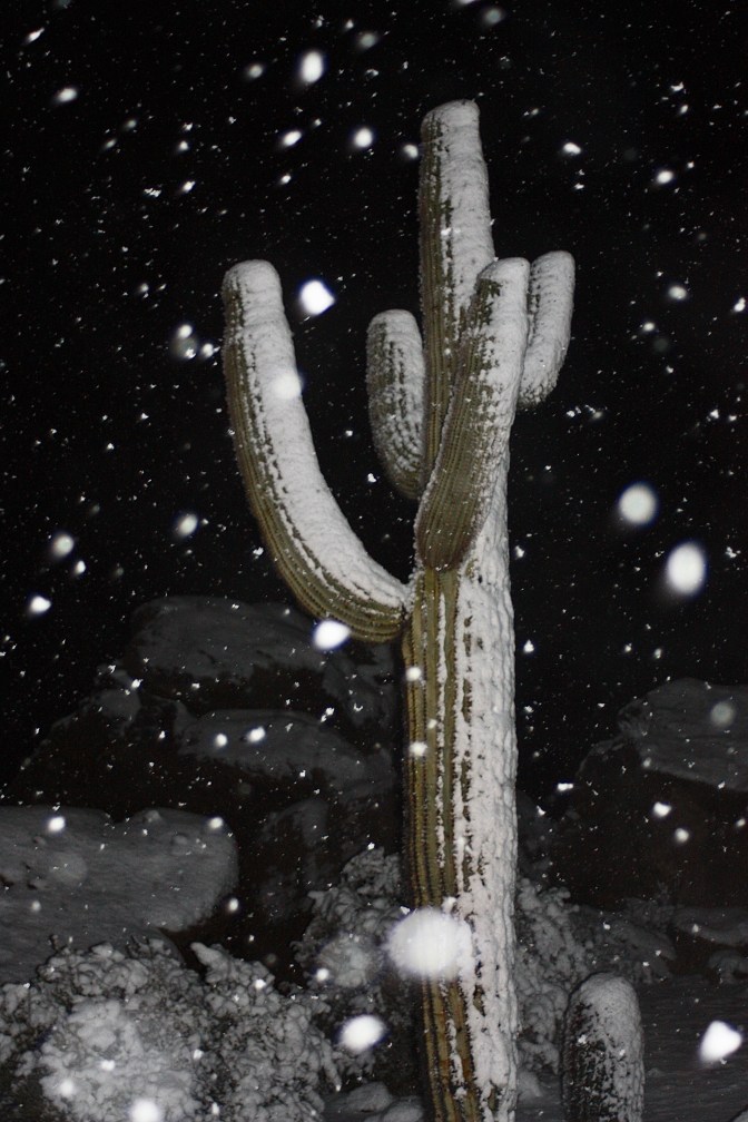 Saguaro