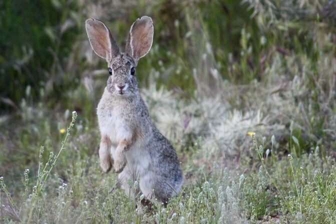 Cotton Tailed Rabbit