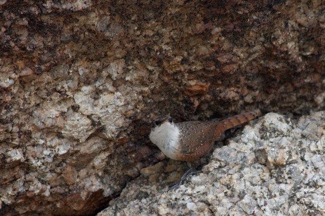 Canyon Wren