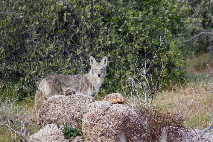 SPeganyCoyote(c)2019