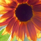 Wonder Watch List – Summer