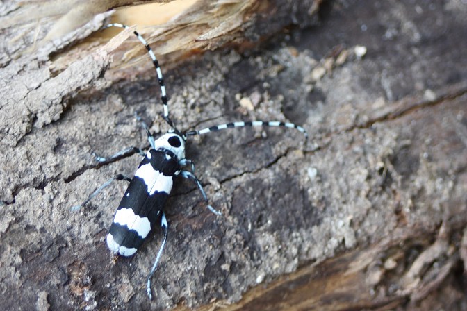 Banded Alder Borer Beetle