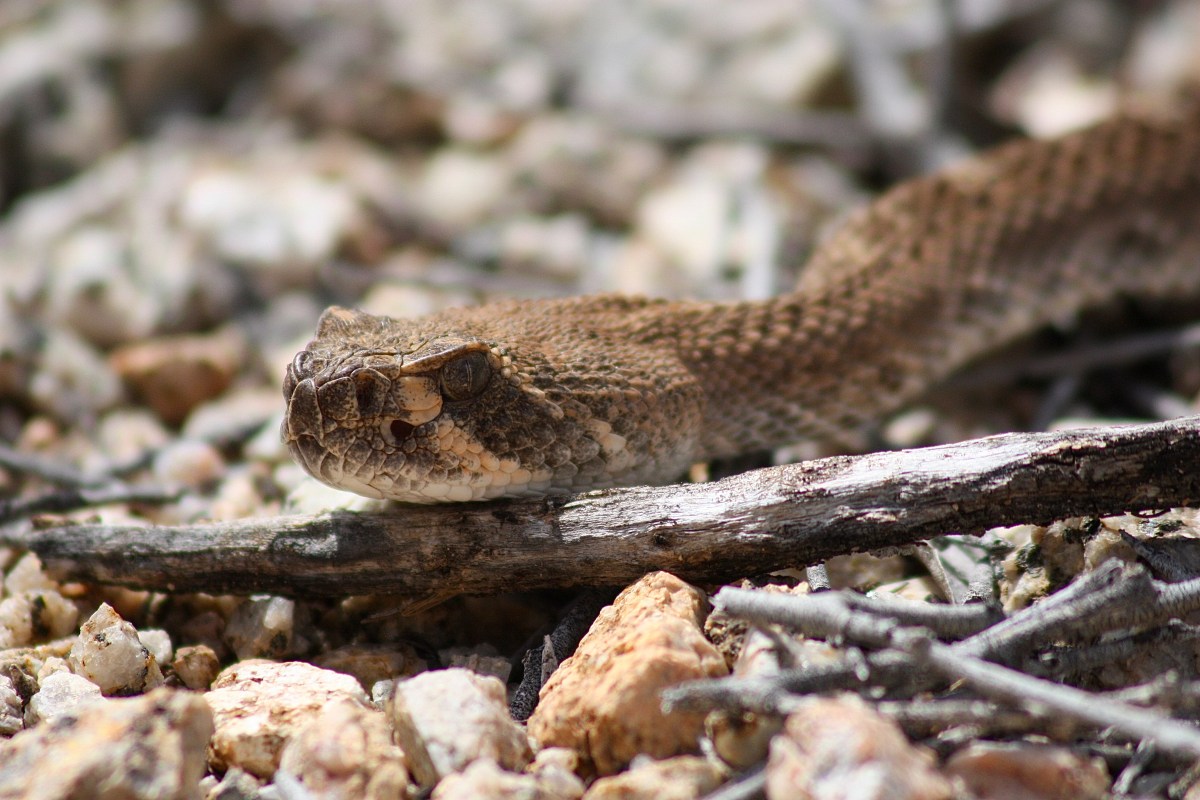 Things Unseen – The Hidden World of Rattlesnakes – Pacific Wonder Tracker