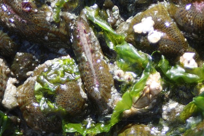 BuddingAggregatedAnemone