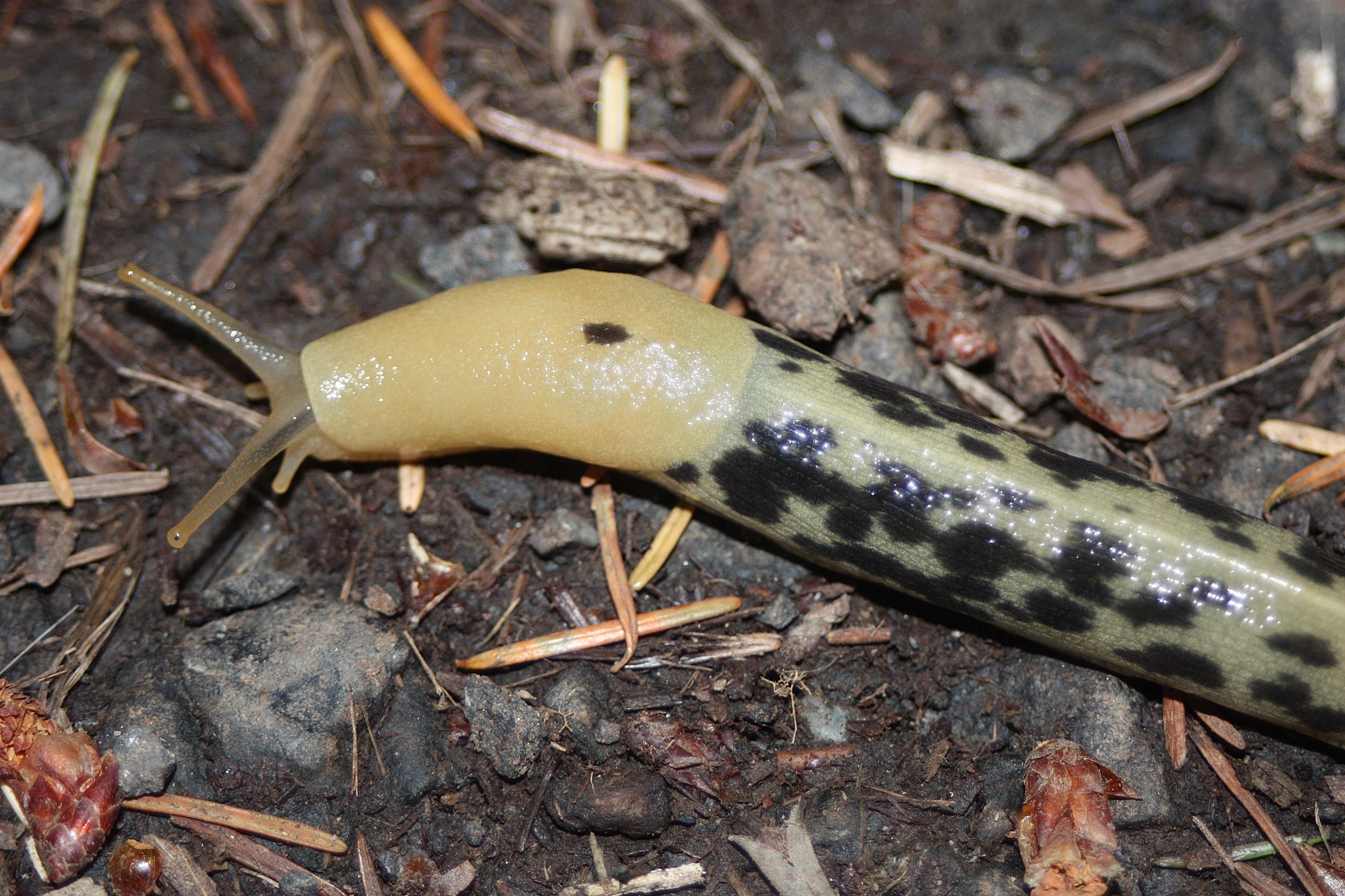 Is A Banana Slug An Insect