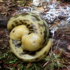Snapshot – Banana Slugs