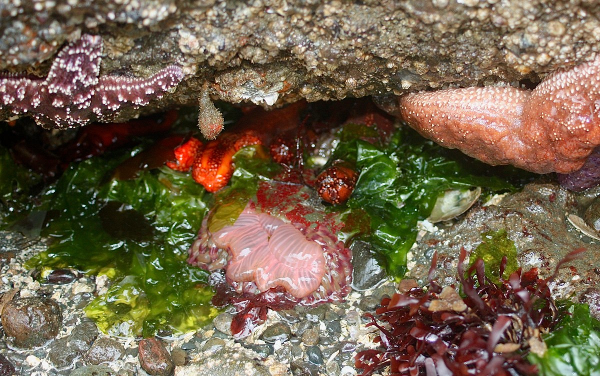 Snapshot – Orange Sea Cucumber – Pacific Wonder Tracker