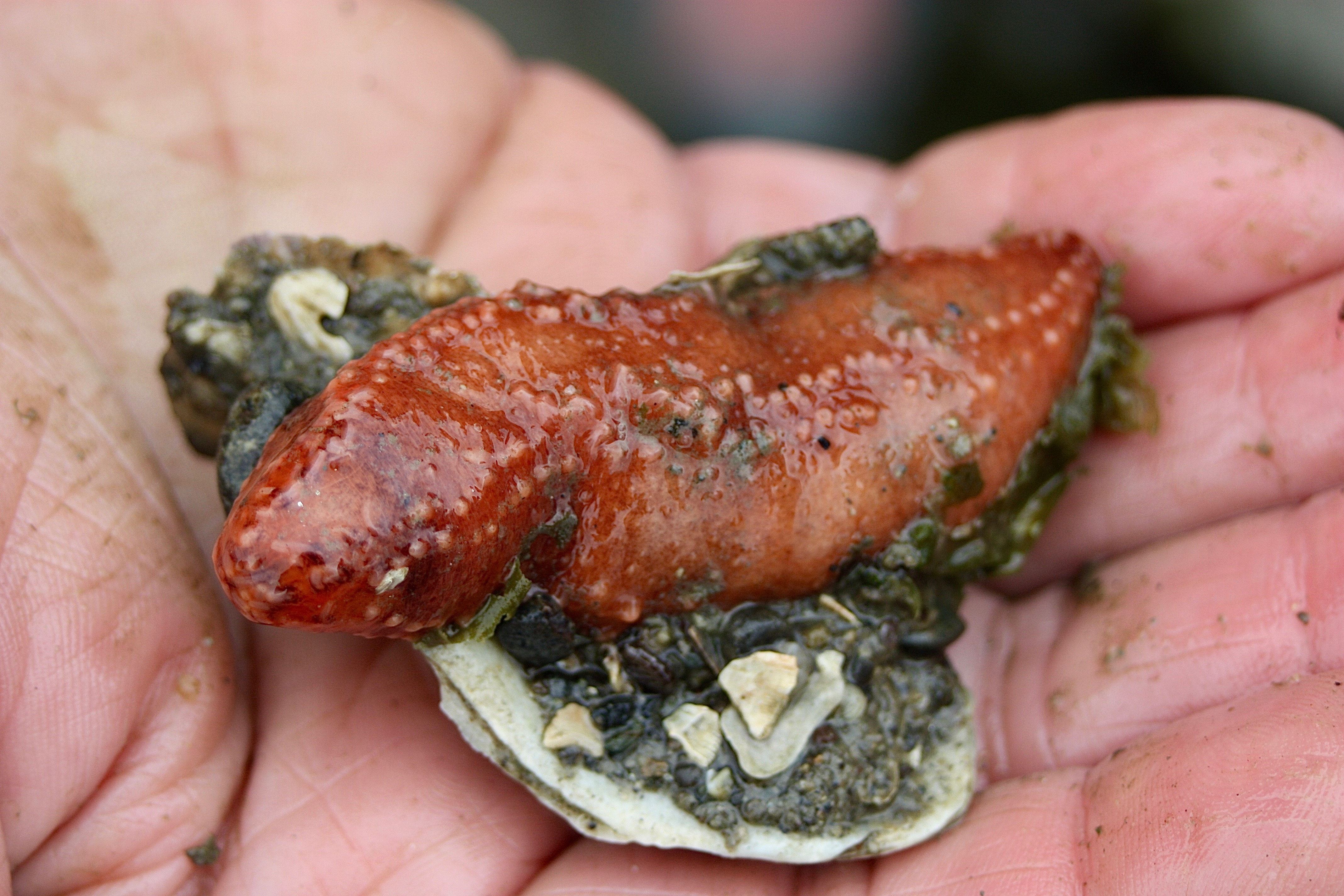 Orange Sea Cucumber Washington State
