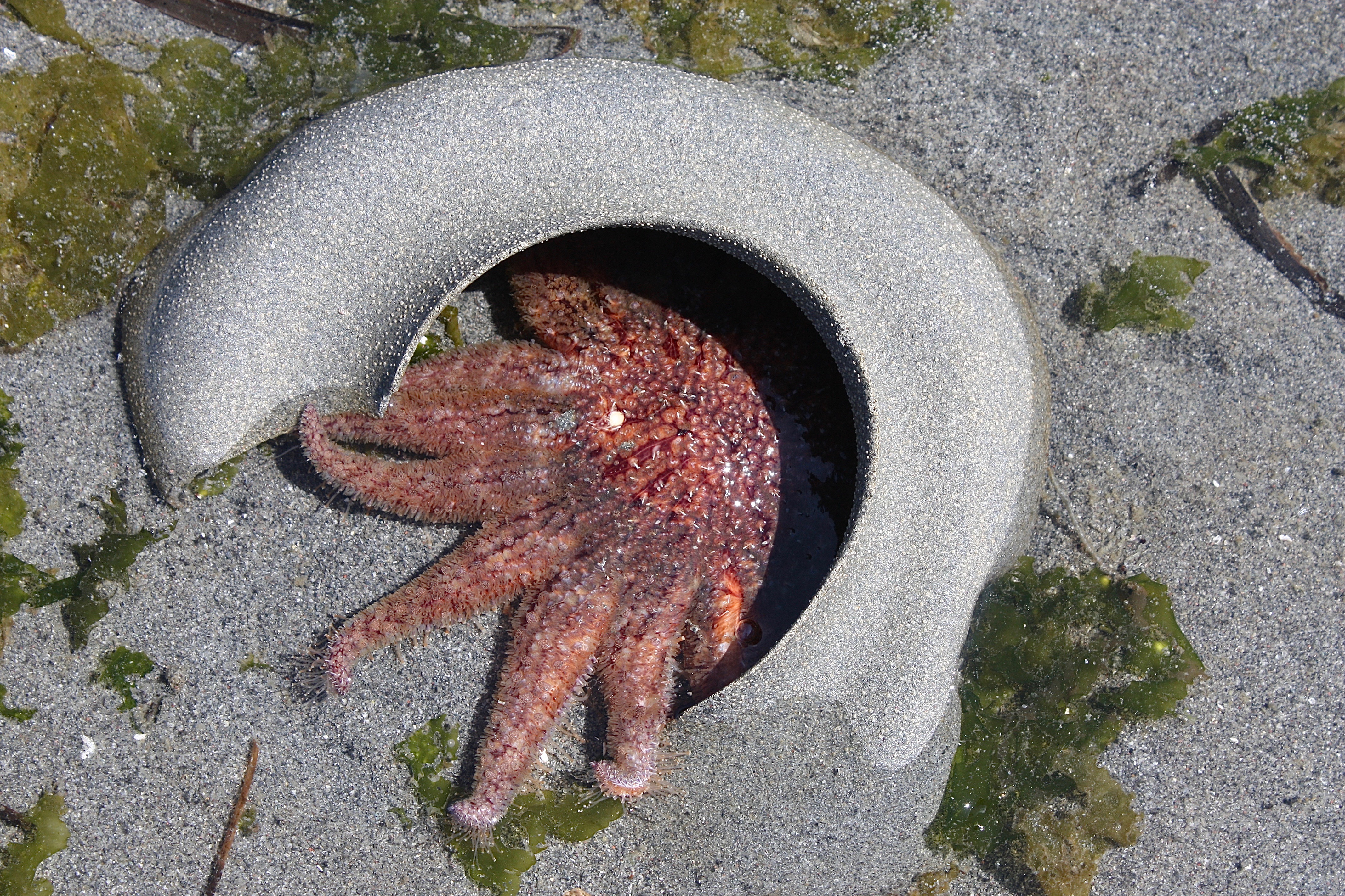 Sunflower Sea Star – Pacific Wonder Tracker