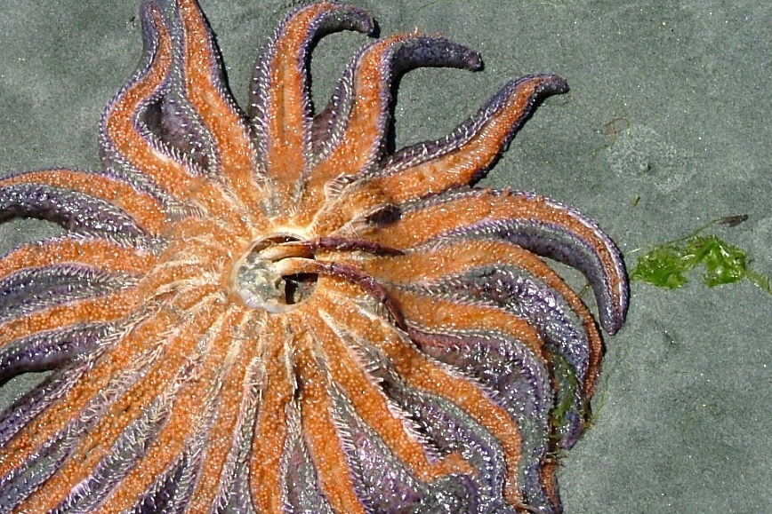 Sunflower Sea Star – Pacific Wonder Tracker