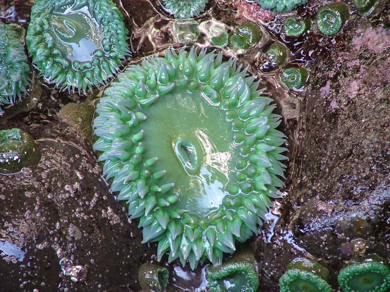 Giant Green Anemone – Pacific Wonder Tracker