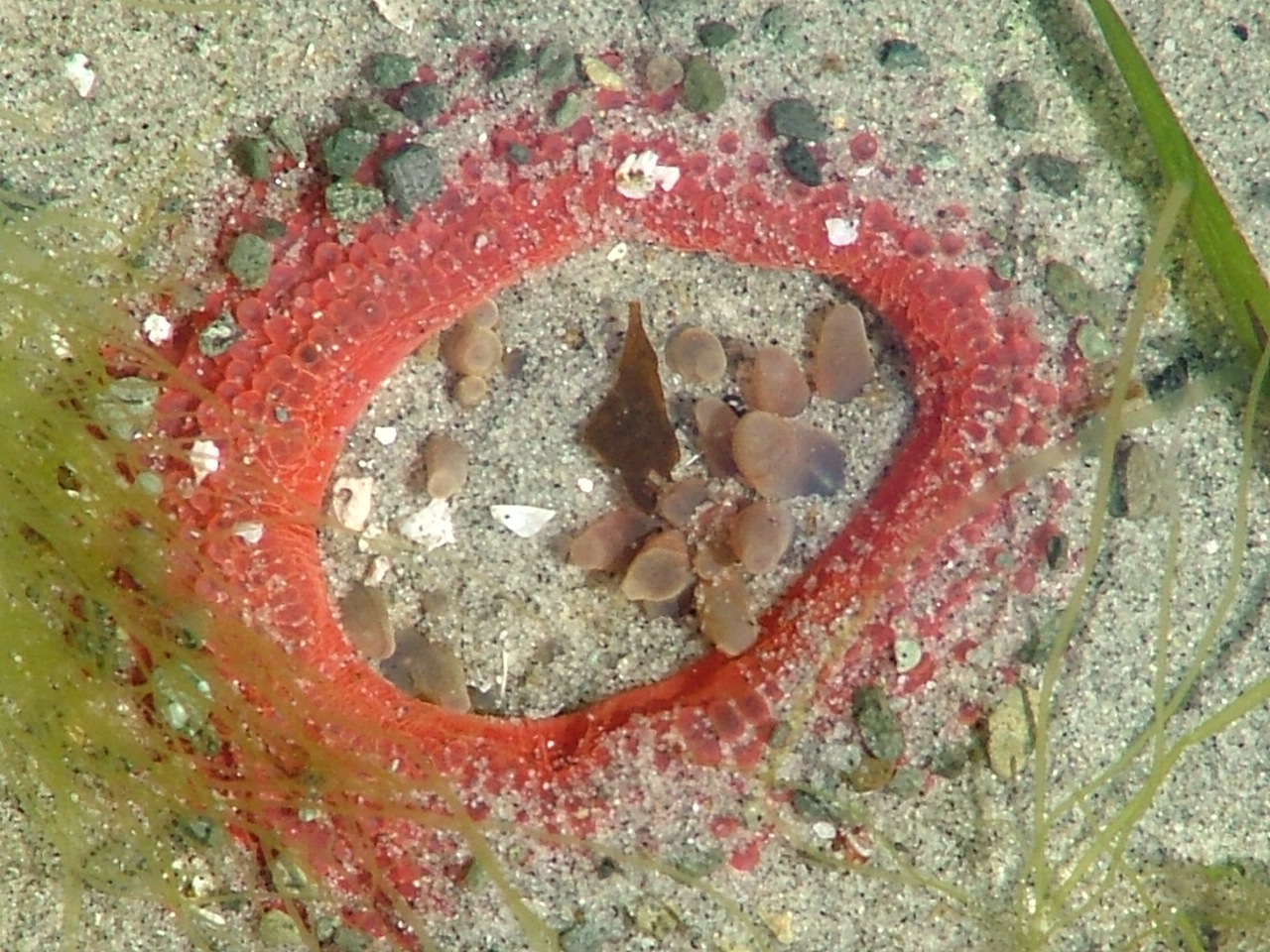 Stubby Rose Anemone – Pacific Wonder Tracker