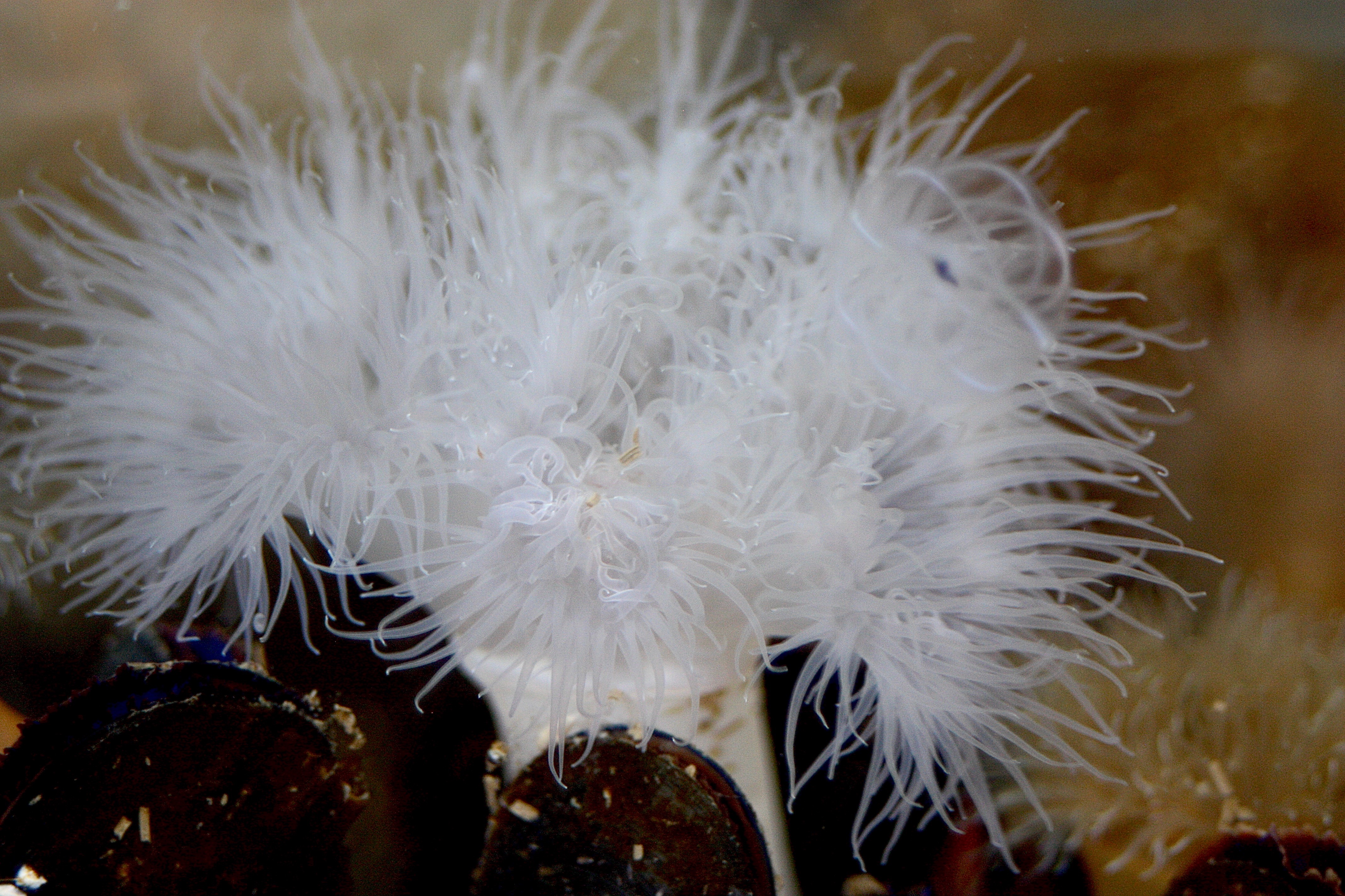 Giant Plumose Anemone – Pacific Wonder Tracker