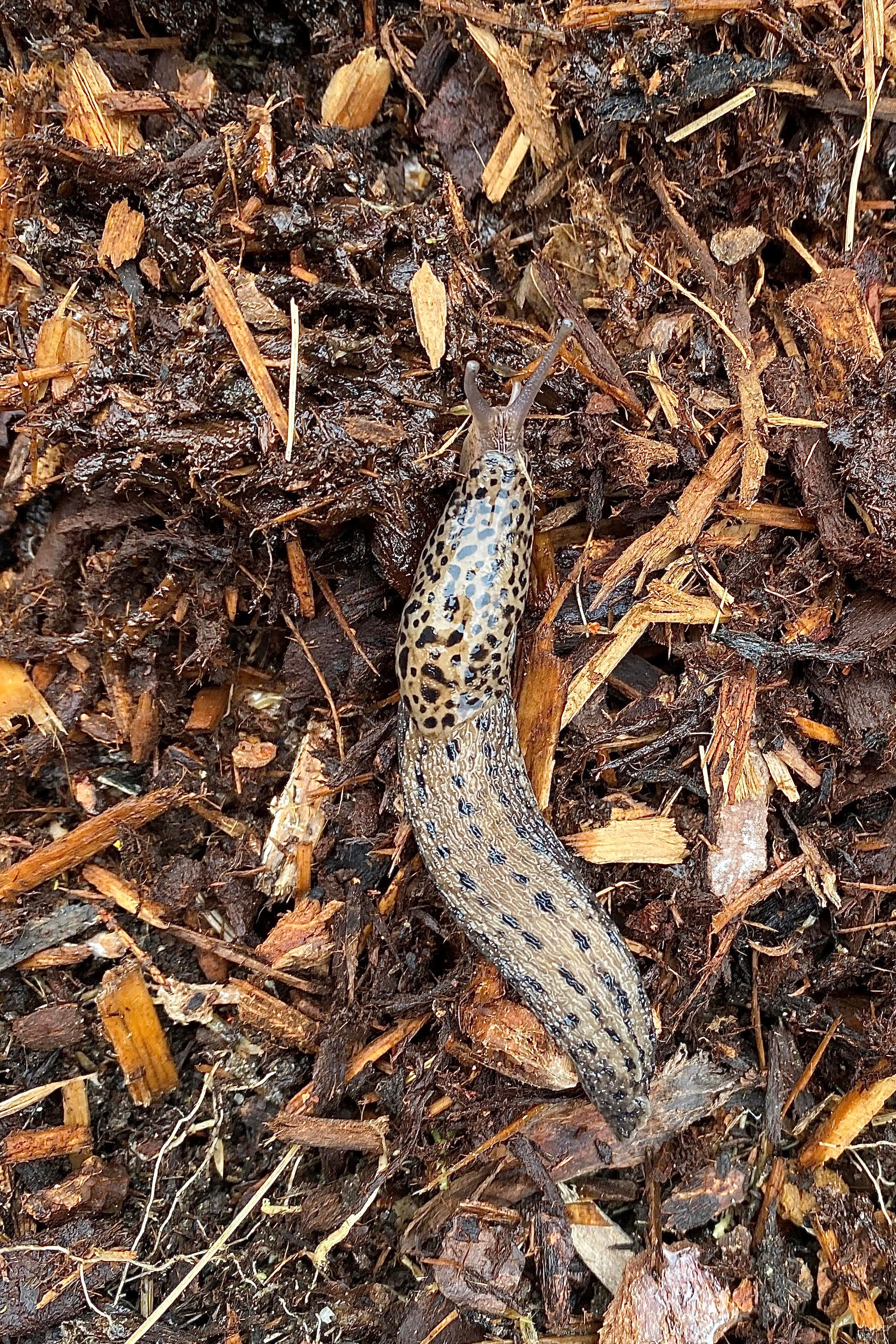 Snapshot – Banana Slugs – Pacific Wonder Tracker