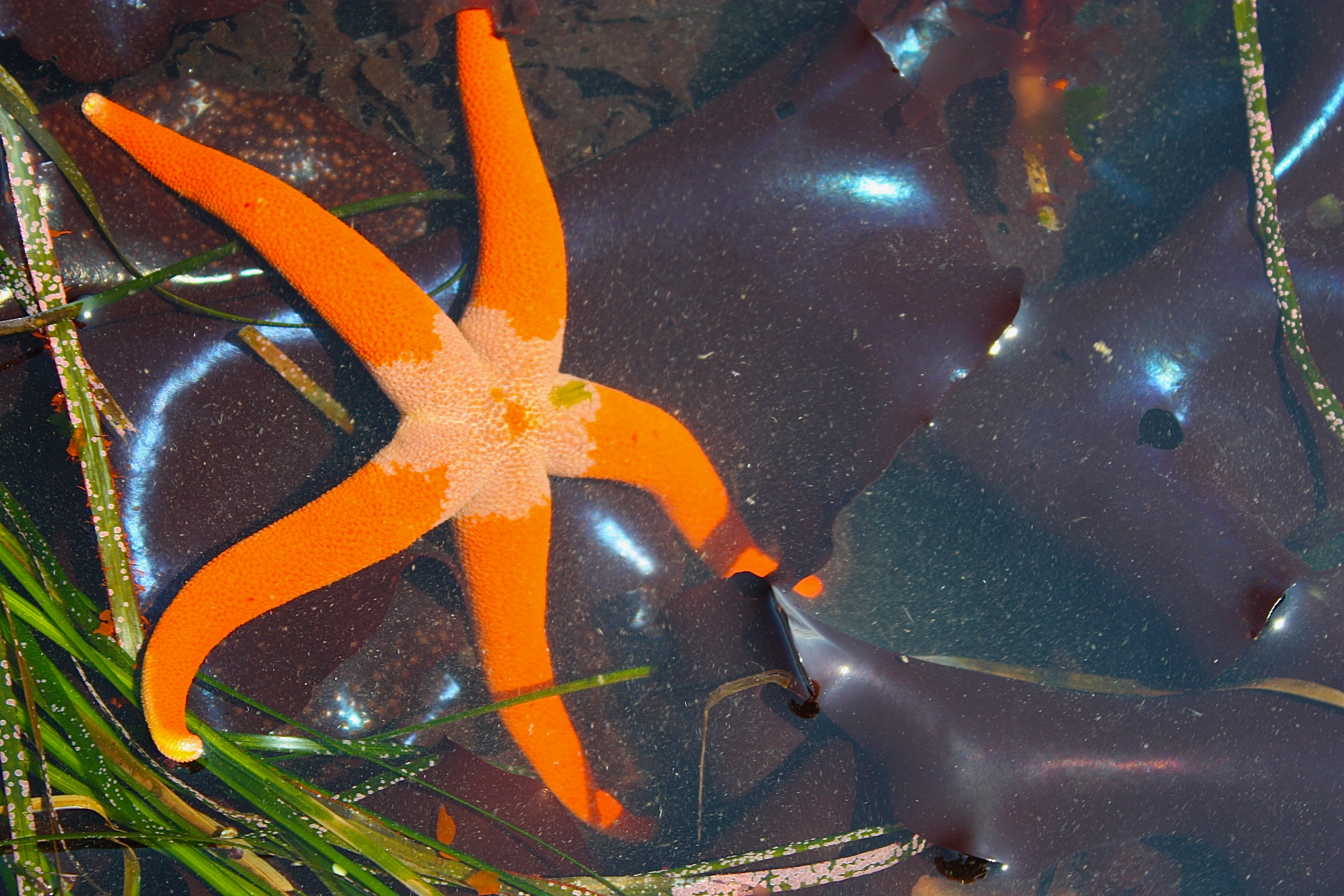 Blood Star – Pacific Wonder Tracker