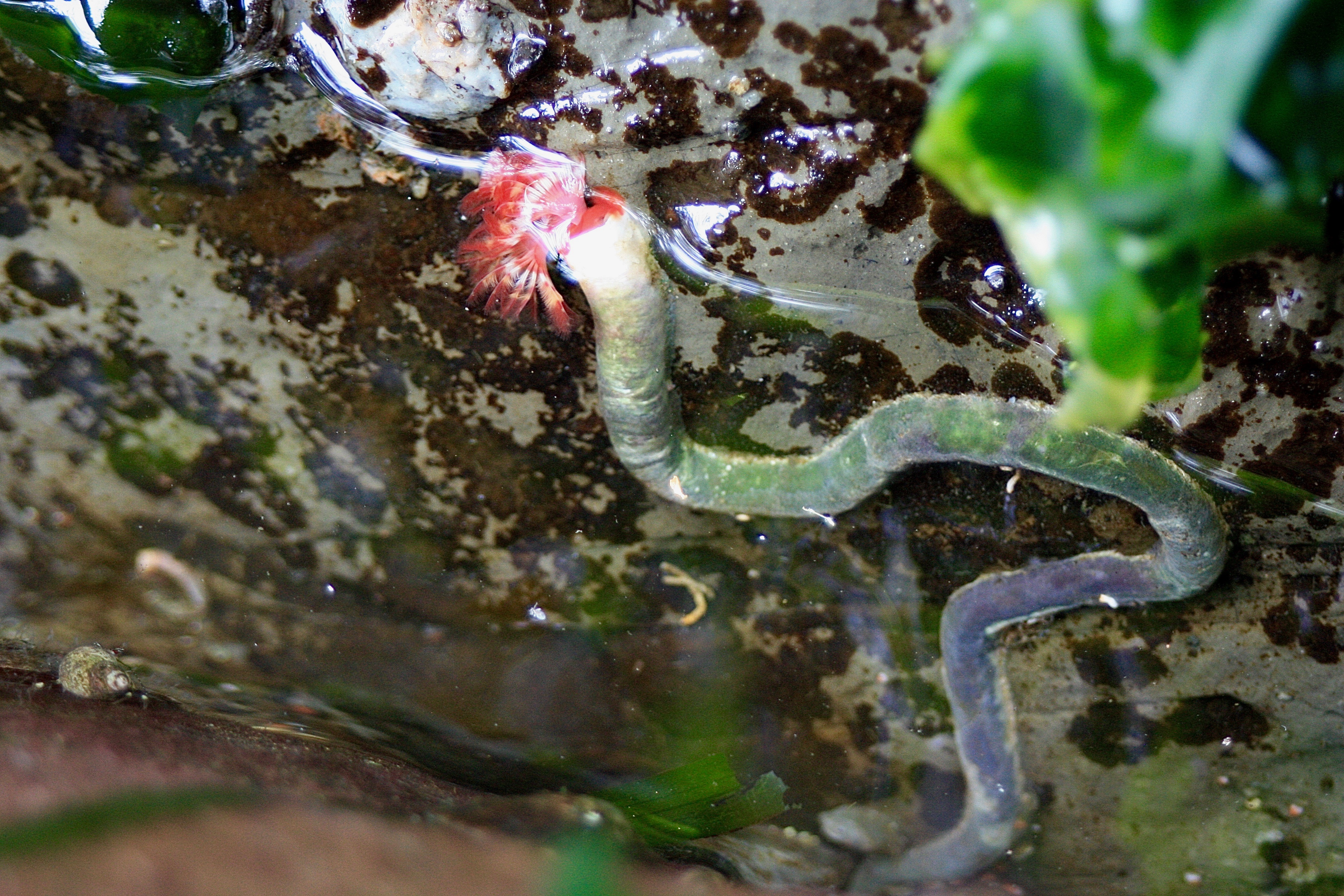 Red-Trumpet Calcareous Tube Worm – Pacific Wonder Tracker