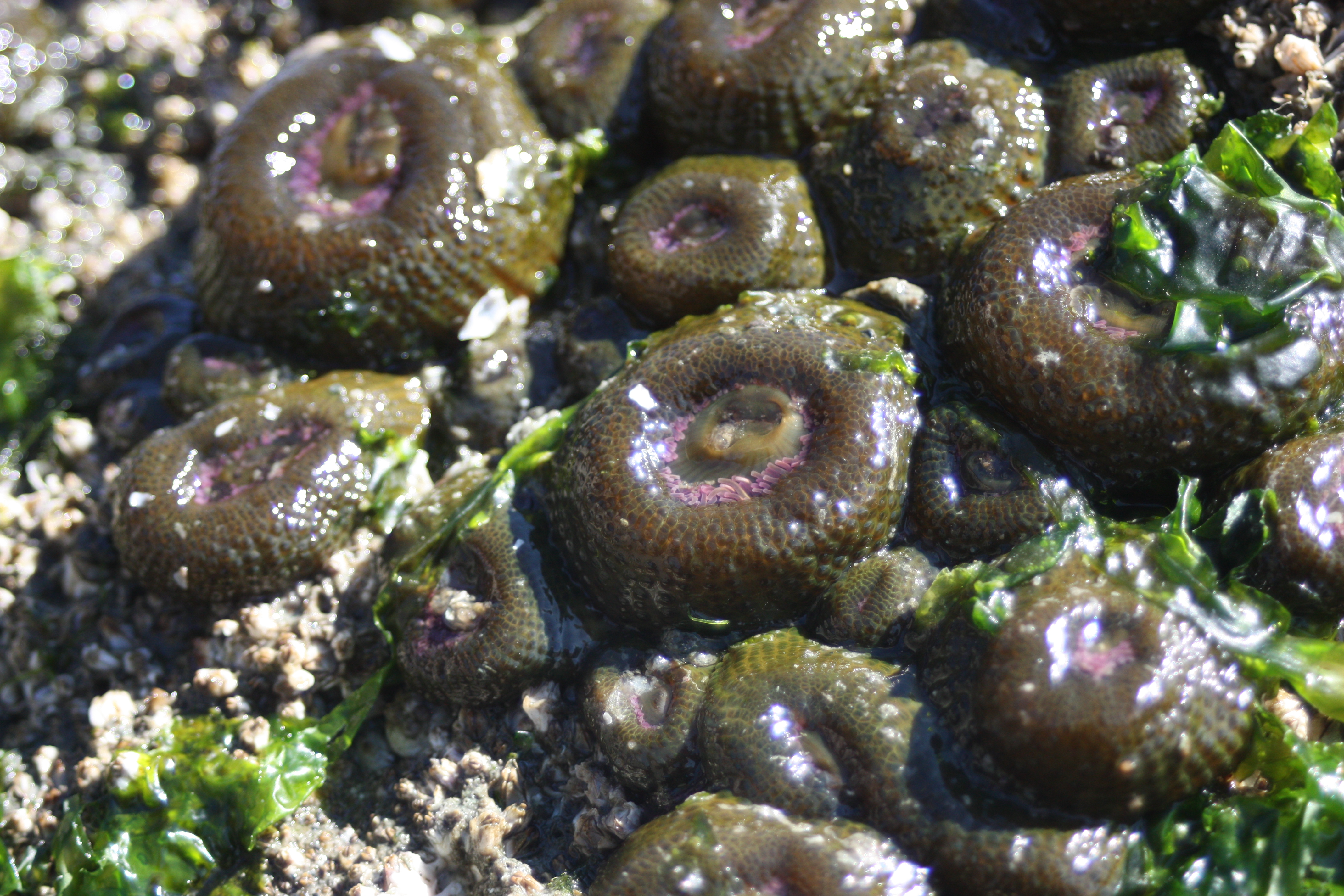 Sea Anemones – Pacific Wonder Tracker