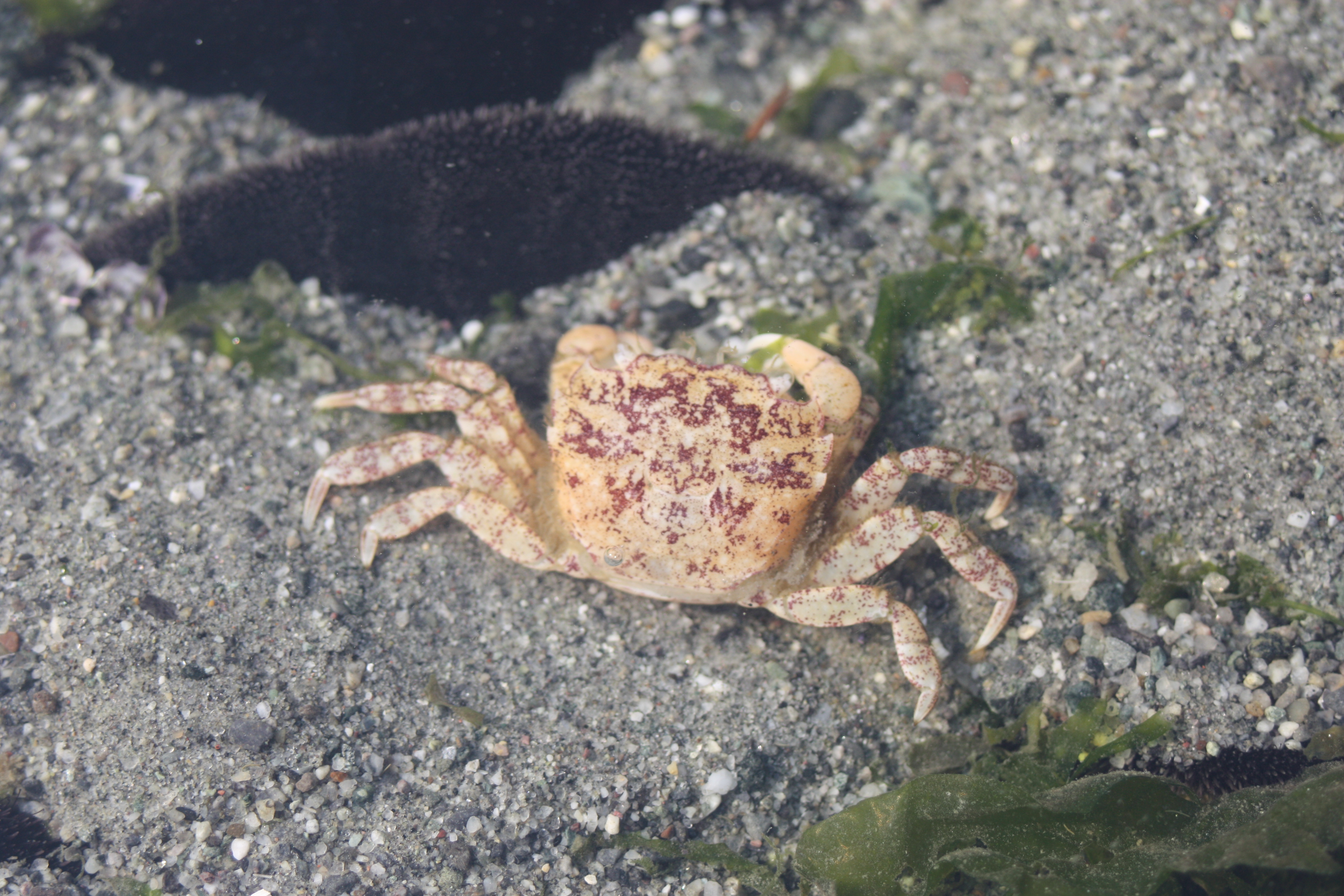 Hairy Shore Crab – Pacific Wonder Tracker