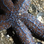 Tracking Tide Pool Wonders