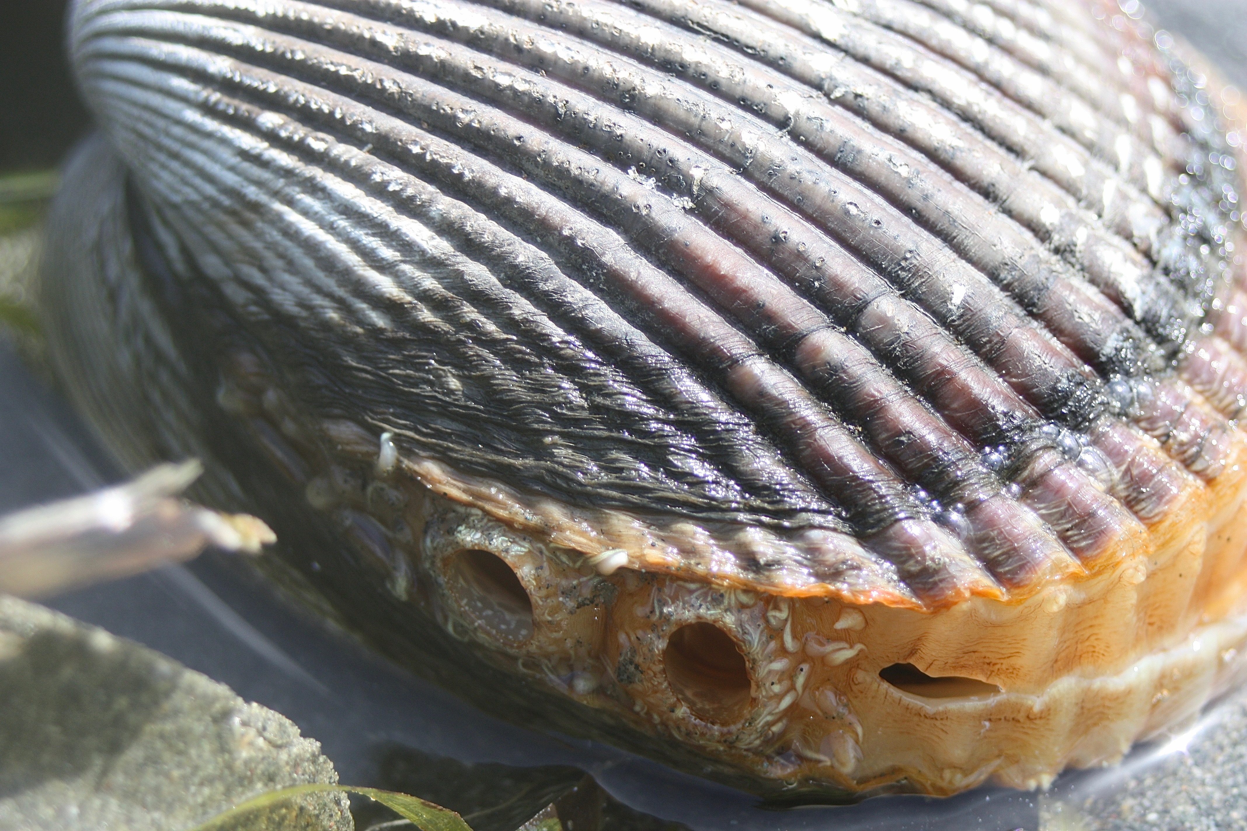 Nuttall’s Cockle – Pacific Wonder Tracker