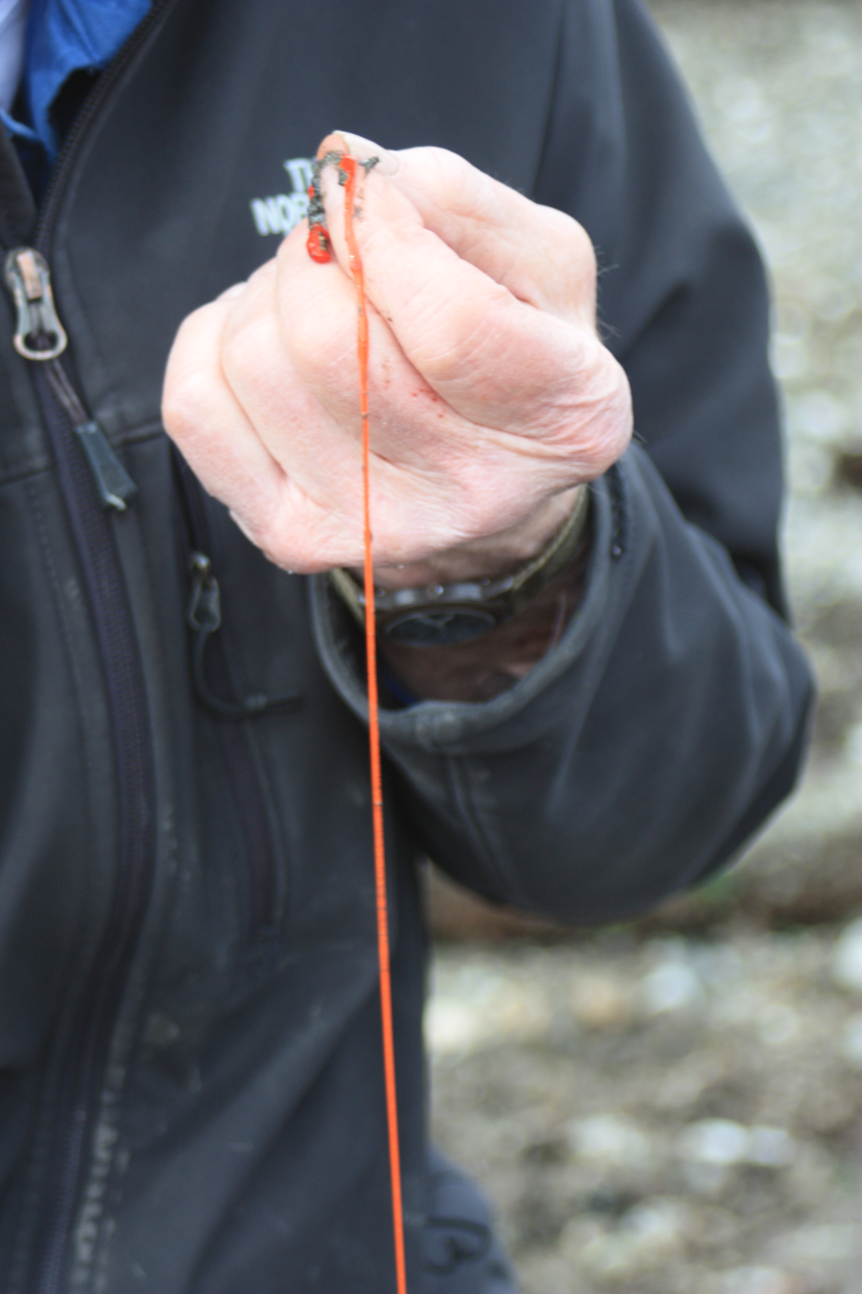 Red Ribbon Worm – Pacific Wonder Tracker