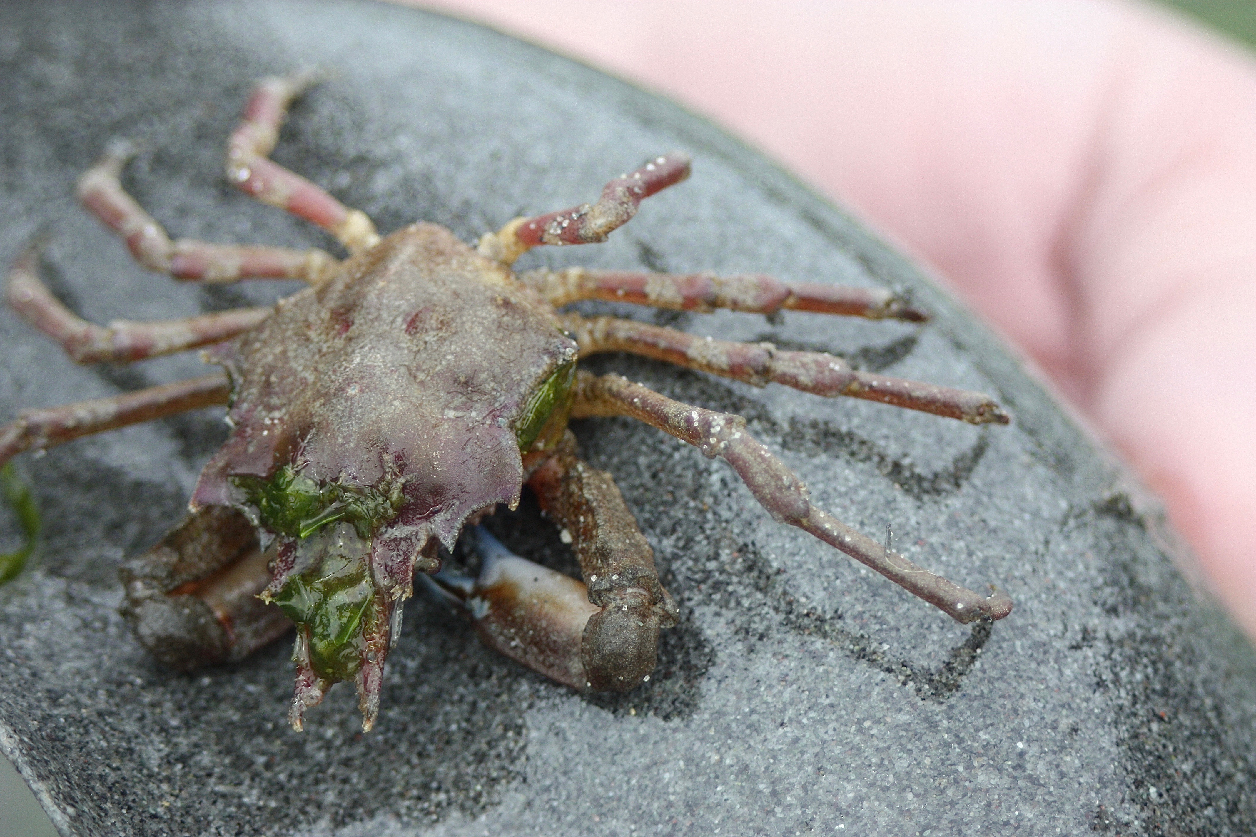 Graceful Kelp Crab – Pacific Wonder Tracker