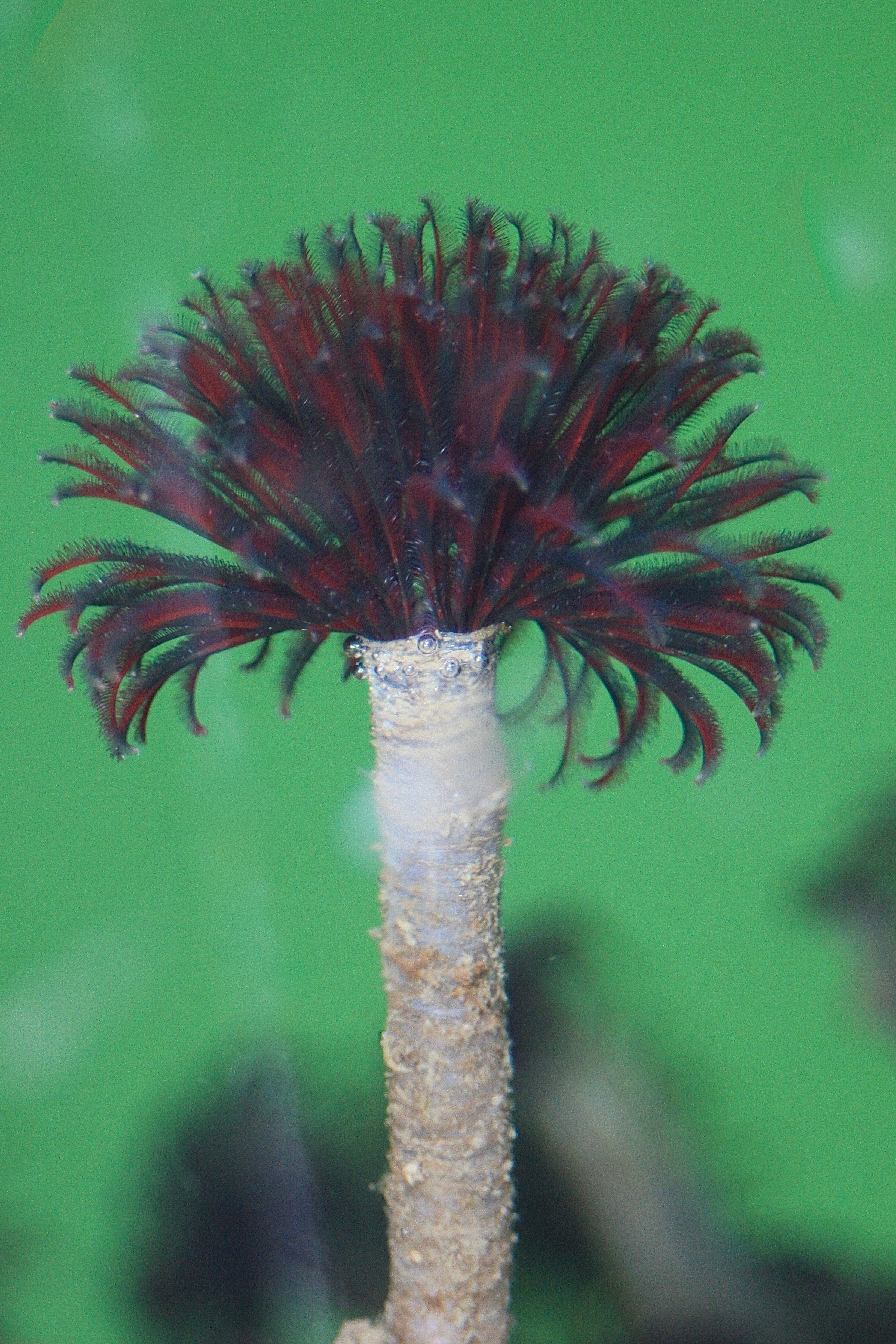 Northern Feather Duster Worms – Pacific Wonder Tracker