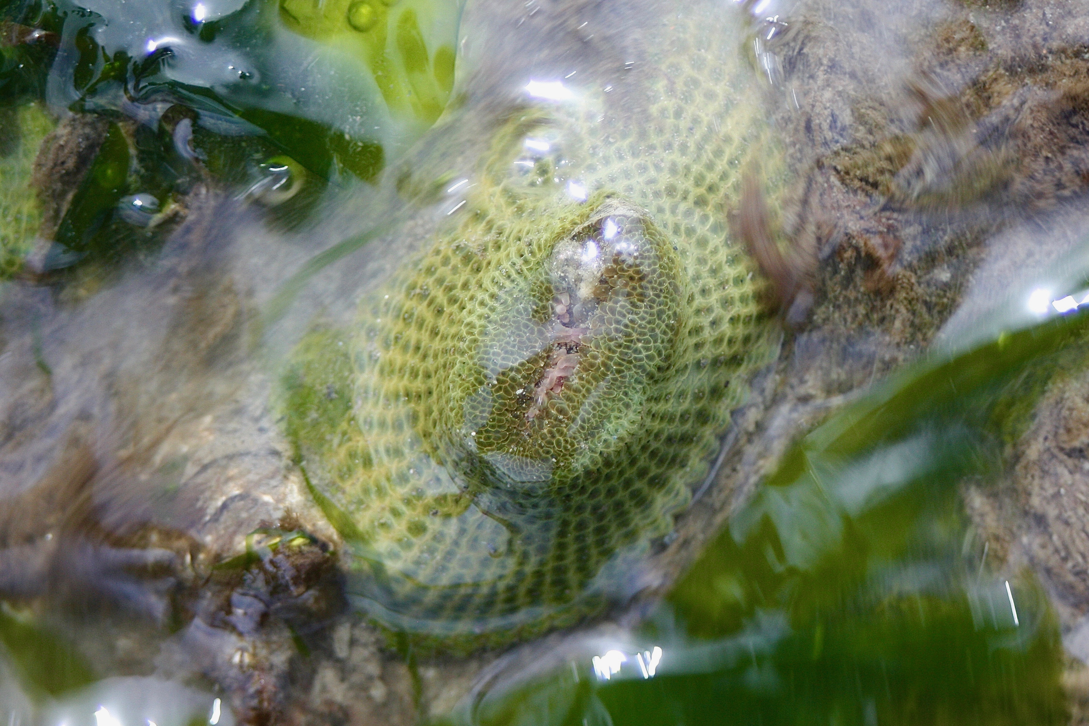 Aggregated Green Anemone – Pacific Wonder Tracker