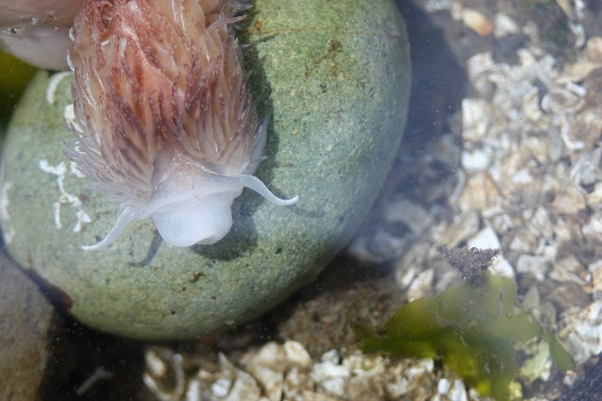 Shaggy Mouse Nudibranch